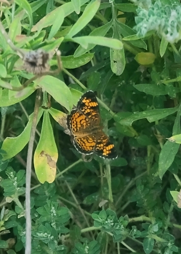Pearl Crescent