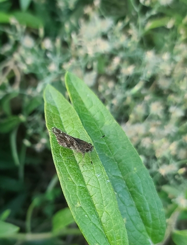 Nysa Roadside-Skipper