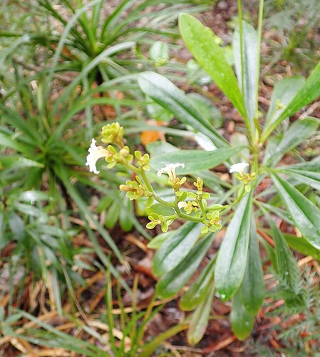 Scaevola beckii observed 2026-08-30