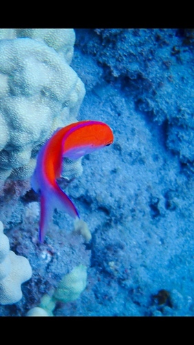 Pseudanthias bicolor observed 2026-08-31