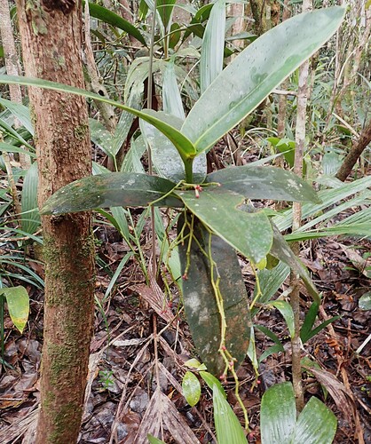 Garcinia amplexicaulis observed 2026-08-30