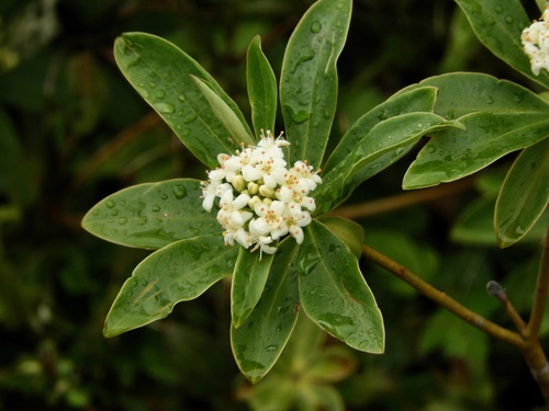 Ovidia