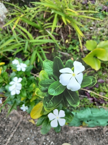 Madagascar Periwinkle