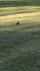 Turdus migratorius