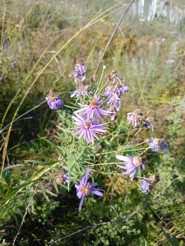 Galatella dahurica, photograph 1