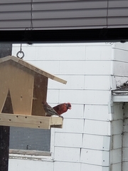 Haemorhous mexicanus