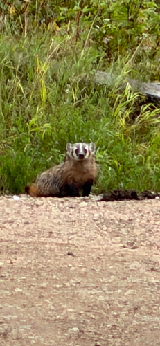 American Badger