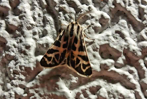 Nevada Tiger Moth
