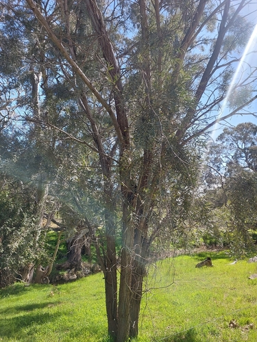 Acacia pendula, 2026-09-01