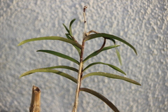 Epidendrum schweinfurthianum