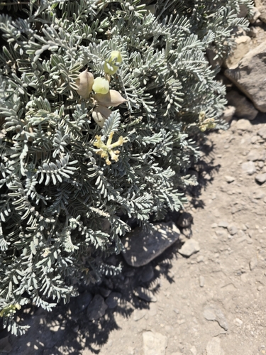 Astragalus miguelensis