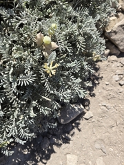 Astragalus miguelensis, photograph (c) Kate Crowell Walker, some rights reserved (CC BY)