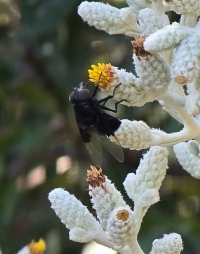iNaturalist observation photo of Bromeliad Flies