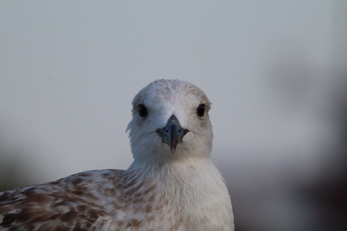 Gaviota patiamarilla (Larus michahellis)