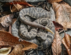 Crotalus morulus