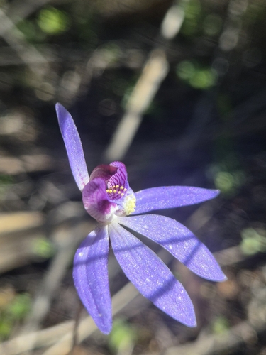 blue finger-orchid
