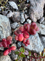 Sedum divergens, photograph (c) Michael Paluch, some rights reserved (CC BY)