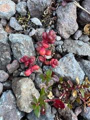 Sedum divergens, photograph (c) Michael Paluch, some rights reserved (CC BY)