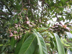Prunus laurocerasus
