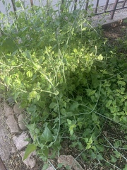 Justicia californica