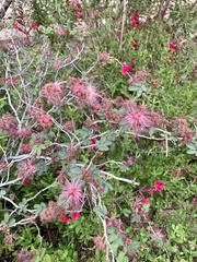 Calliandra eriophylla