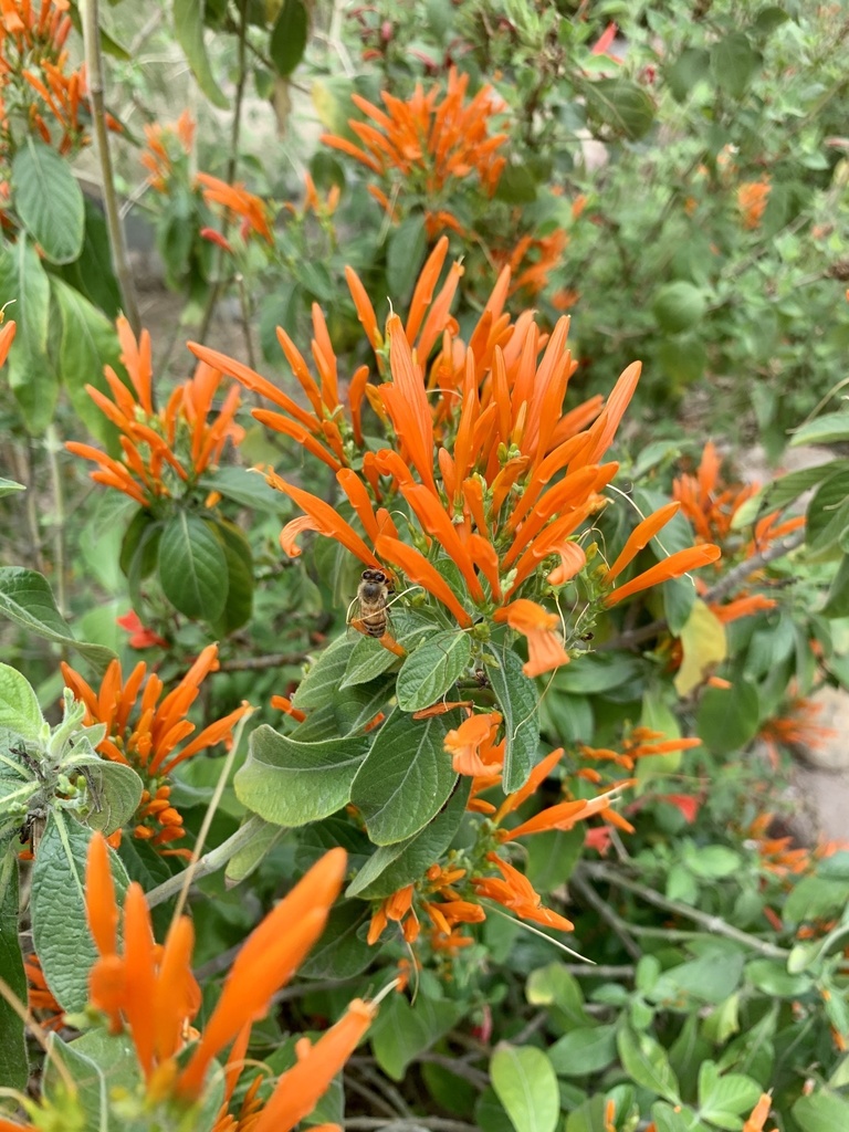 Mexican Honeysuckle from E University Blvd, Tucson, AZ, US on March 26