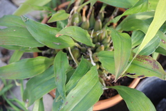 Dendrochilum glumaceum