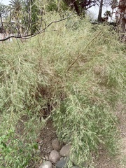 Muhlenbergia dumosa