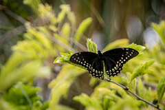Papilio menatius