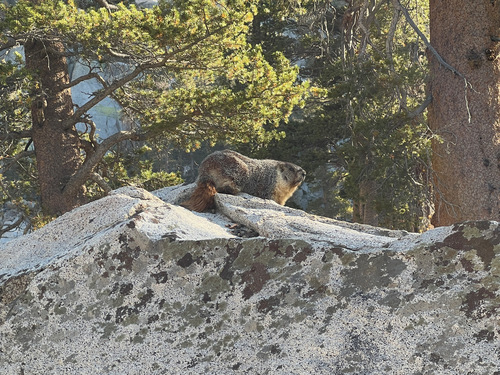 Yellow-bellied Marmot observed by abr