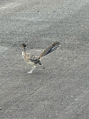 Greater Roadrunner observed by k-ron