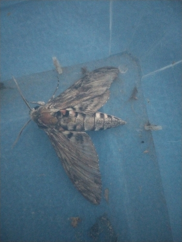 Convolvulus Hawkmoth