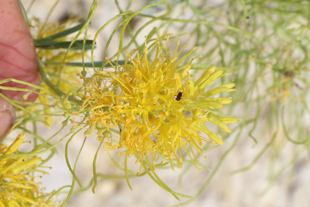 Stanleya pinnata; photograph (c) Austin Saunders, some rights reserved (CC BY)