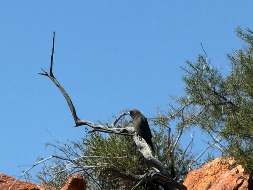Little Woodswallow