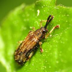 Sumitrosis inaequalis
