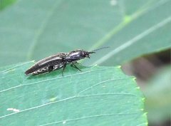 Agriotes fuscicollis