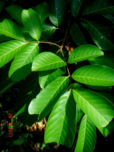 Nephelium lappaceum