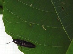 Agriotes fuscicollis