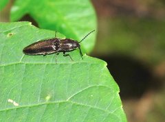 Agriotes fuscicollis