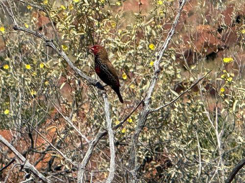 Painted Finch