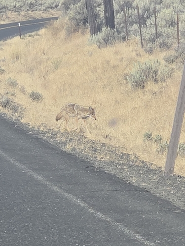 Coyote