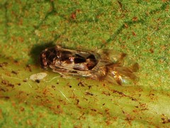 Graphopsocus cruciatus