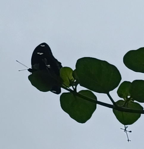 Great Eggfly