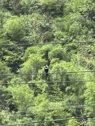 Collared Crow
