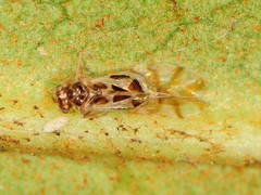 Graphopsocus cruciatus