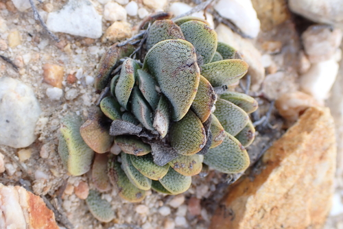 Crassula tecta