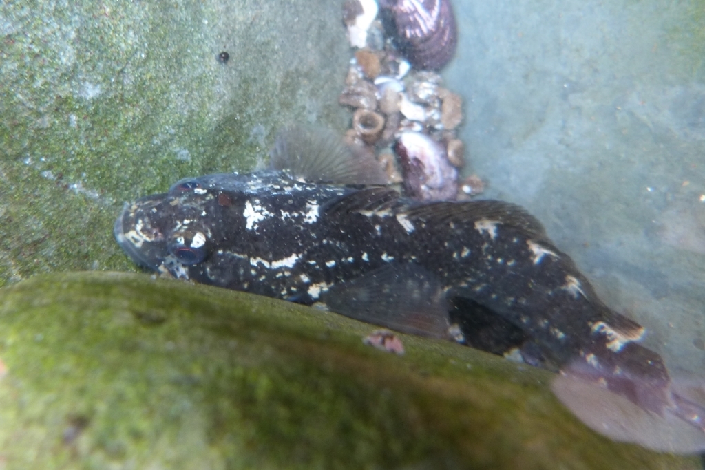 Crested spiny plunderfish (Harpagifer palliolatus) — Harpagiferidae