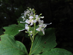 Elliottia paniculata