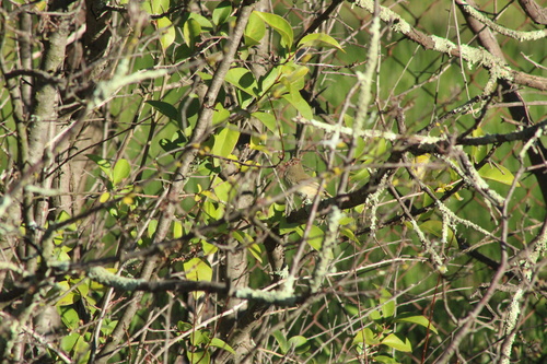Brown Thornbill