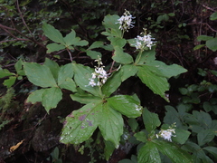 Elliottia paniculata, photograph (c) Timur Kalininsky, some rights reserved (CC BY)